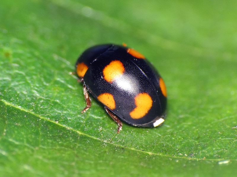Hyperaspis erytrocephala (Fabricius, 1787)